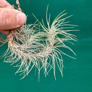 Tillandsia - funckiana ‘recurvifolia’ ex. Gruber NEW