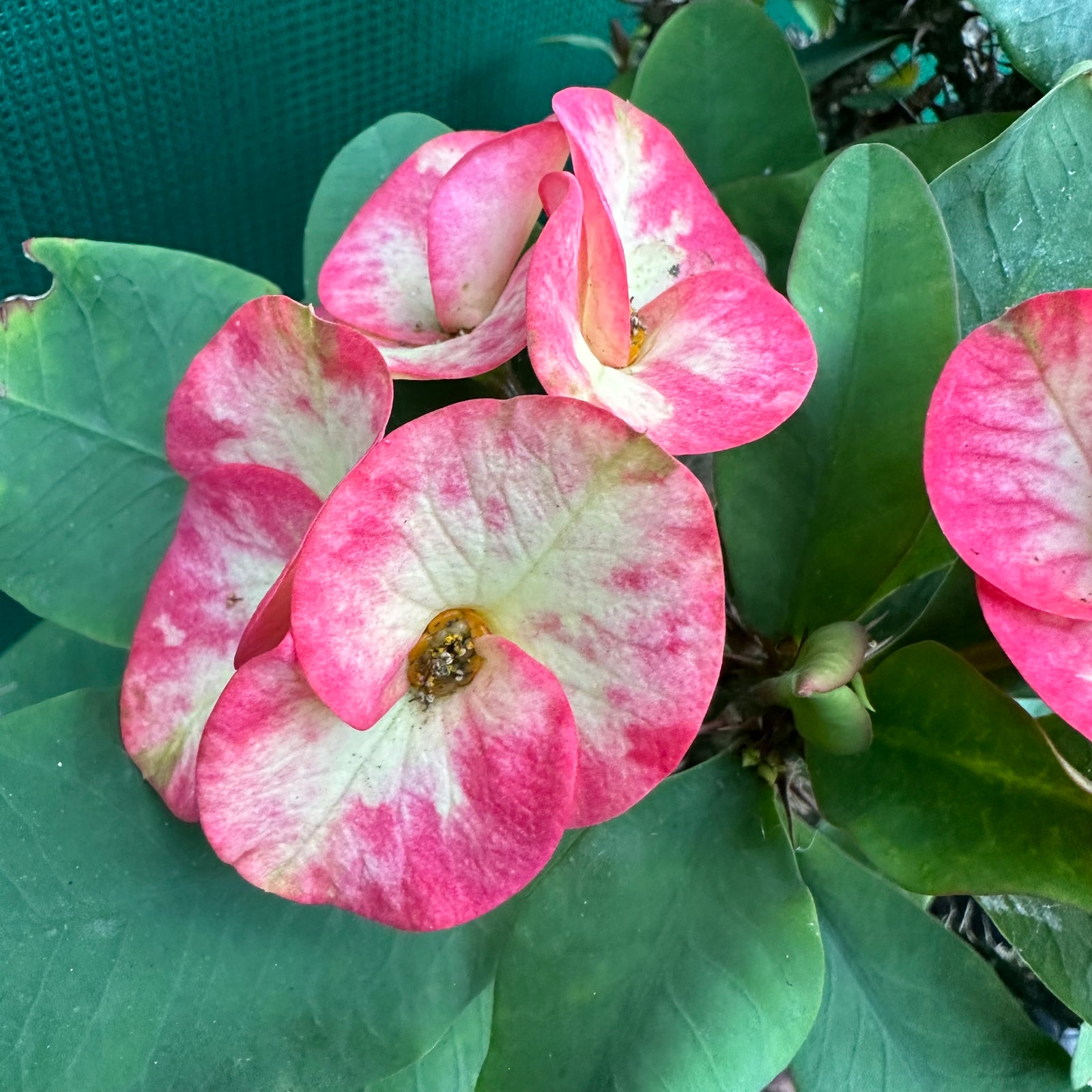 Poysean - Euphorbia milii P071