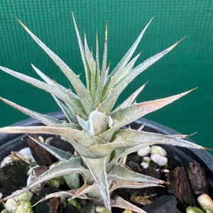 Deuterocohnia NEW