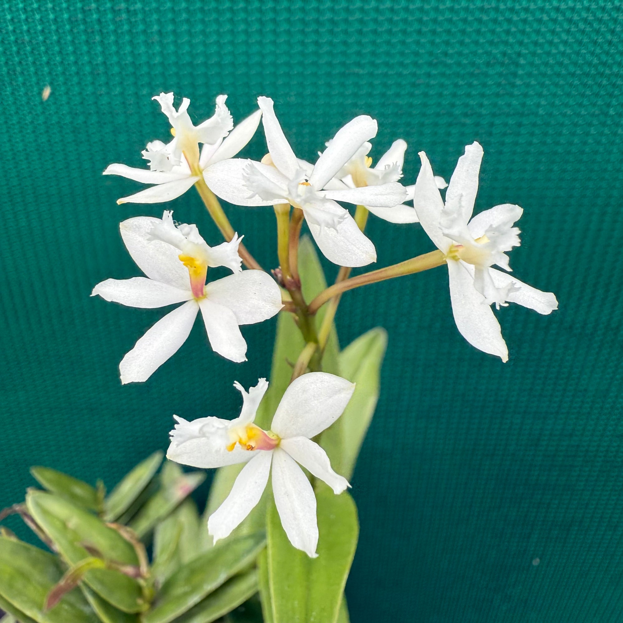Epidendrum ‘White’