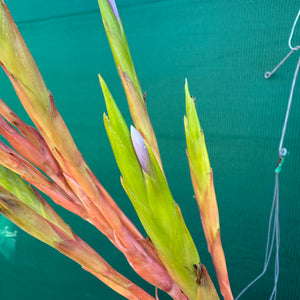 Tillandsia - Silver Queen ex. OM NEW
