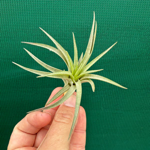 Tillandsia - Noosa NEW