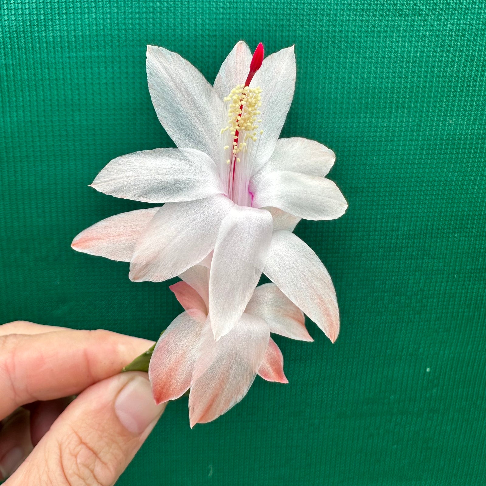 Zygocactus Moonlight