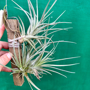 Tillandsia - Kardinal ex. Holm