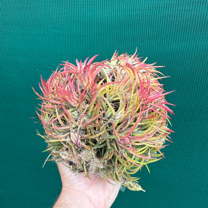 Tillandsia - ionantha 'BOE871' ex. PT NEW