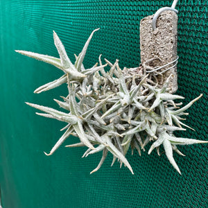 Tillandsia - paleacea GG1438 ex. PT NEW