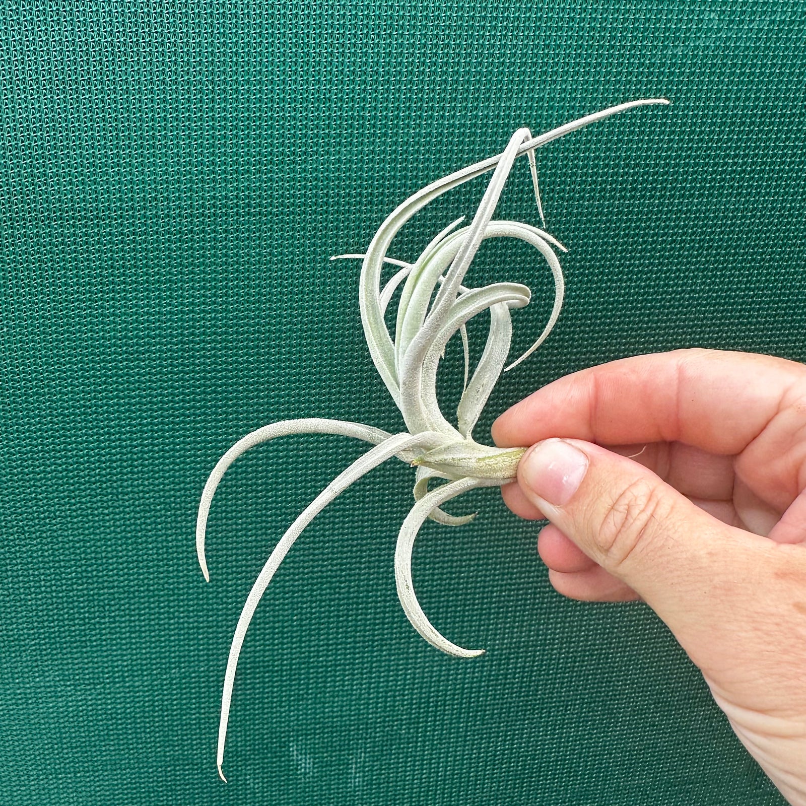 Tillandsia - chiletensis ‘Red Bract’ ex. PT