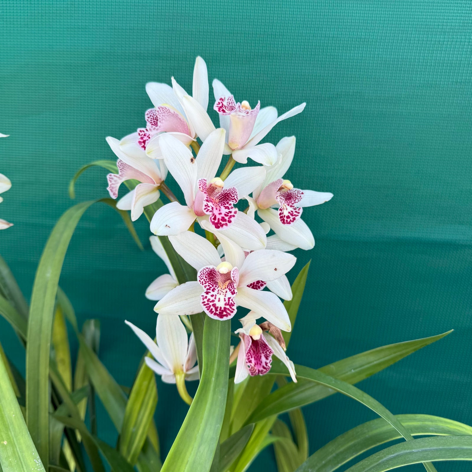 Orchid - Cymbidium ‘Barrita Sabre’ NEW