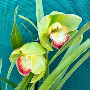 Orchid - Cymbidium ‘Kimberley Splash Teepee’ NEW