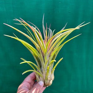 Tillandsia - Lucille RFI x ionantha ‘Rosita’ ex. GS