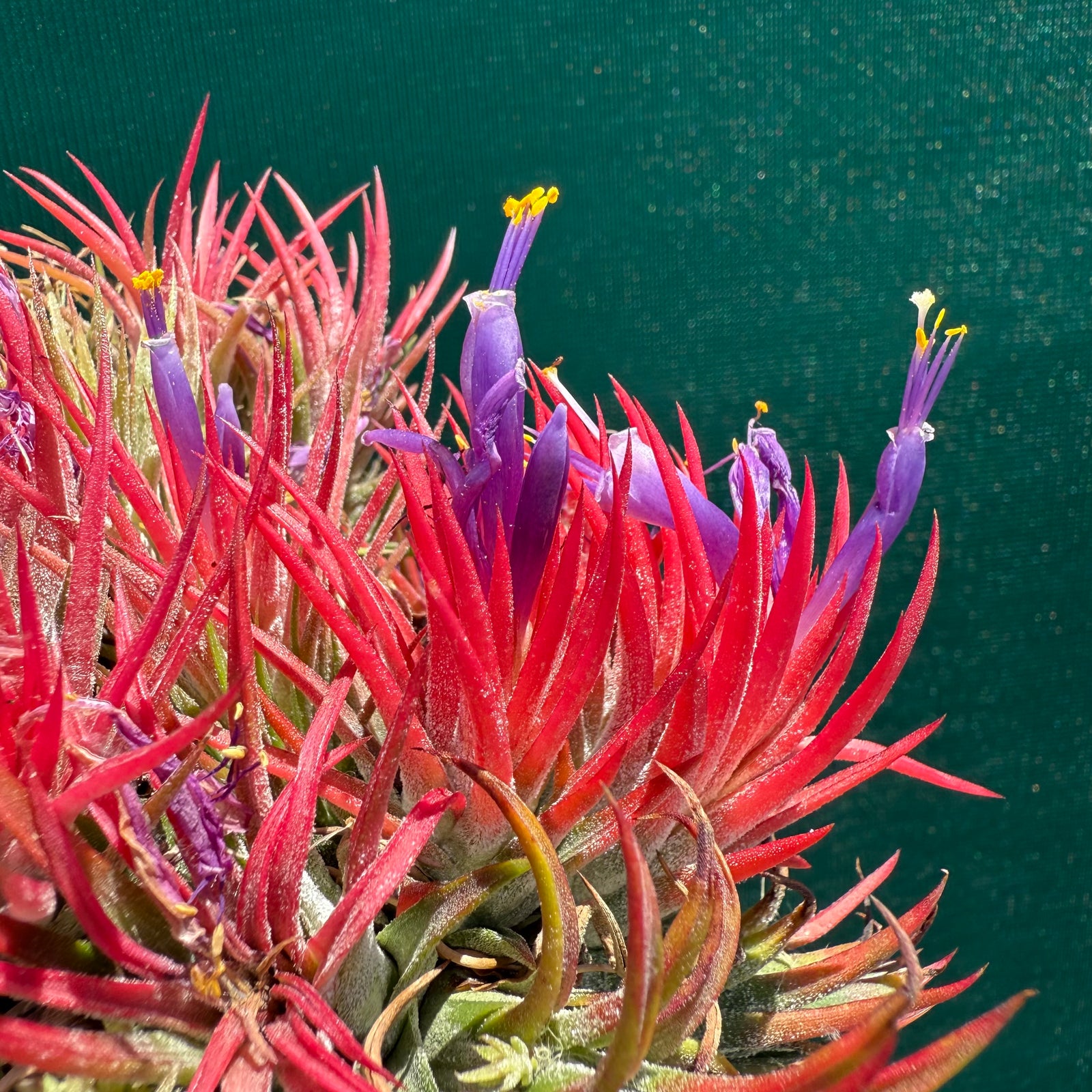 Tillandsia - ionantha 'Honduras’ ex. Tropiflora NEW