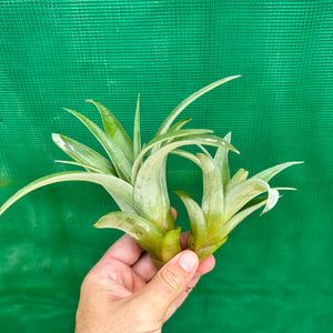 Tillandsia - capitata ‘Peach’ (Real Deal) ex. BRT