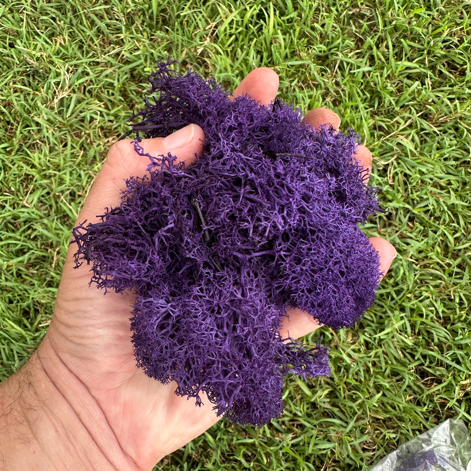 Accessories - Coloured Reindeer Moss
