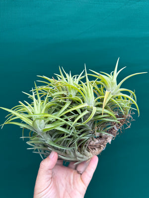 Tillandsia neglecta (Mature Clump)