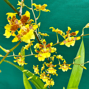 Oncidium ‘Dancing Lady’ NEW