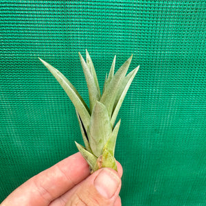 Tillandsia - Capetown NEW