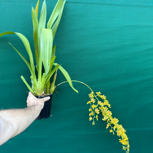 Wilsonara Passific Passage ‘Peach Cobbler’ NEW