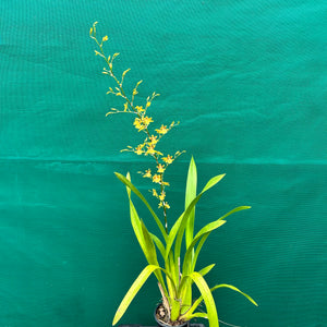 Oncidium ‘Dancing Lady’ NEW