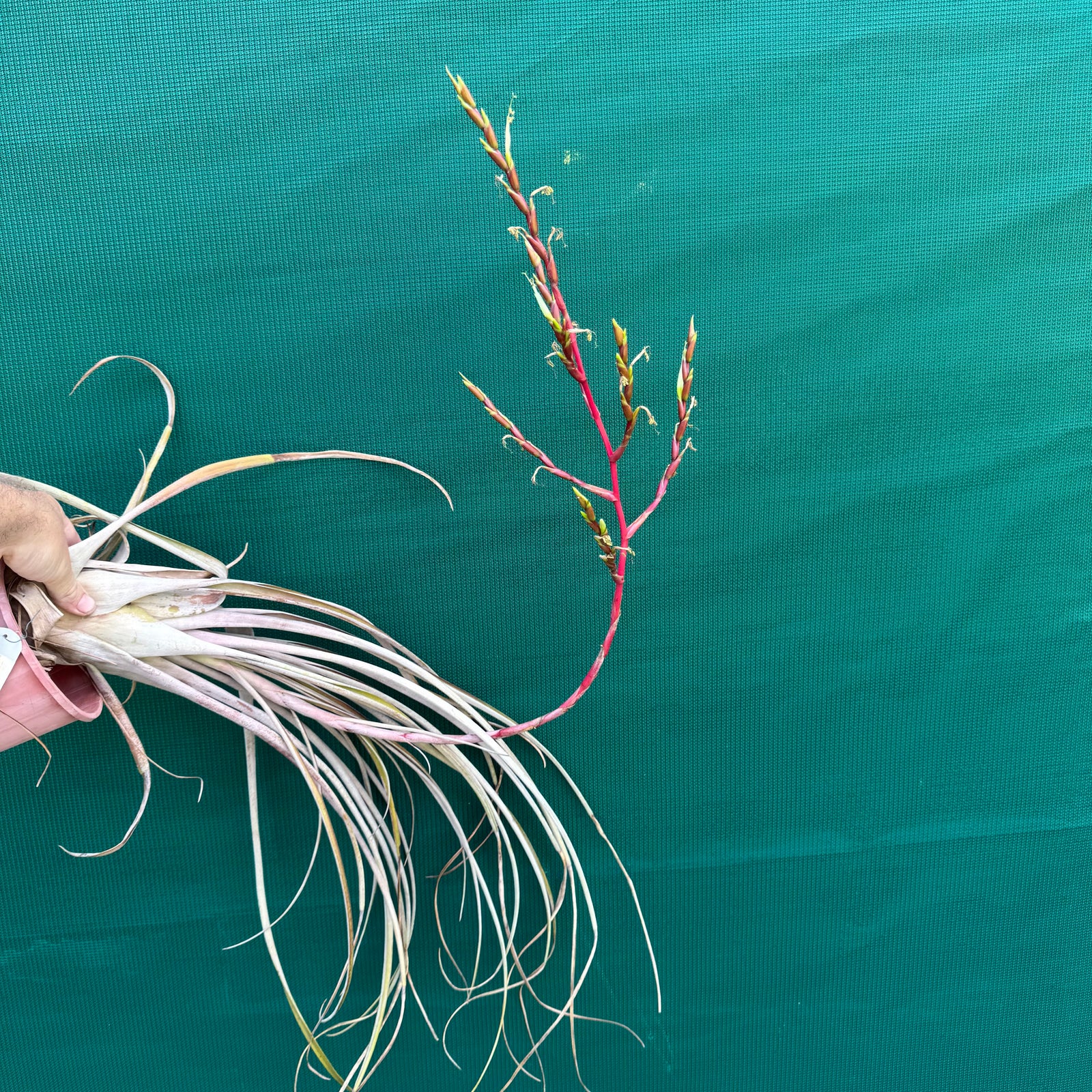 Tillandsia - paraisoensis ex. PT