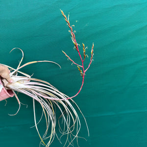 Tillandsia - paraisoensis ex. PT