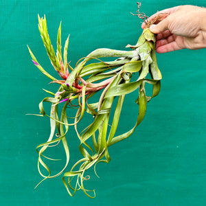 Tillandsia - streptophylla x rhomboidea ex. BG