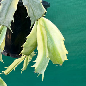 Zygocactus Variegated NEW