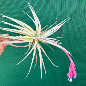 Tillandsia - Glastonbury NEW