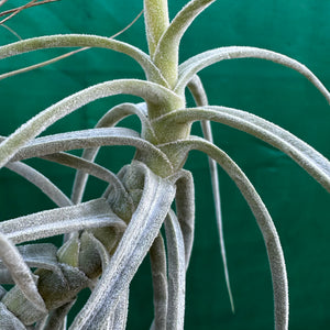 Tillandsia - schiedeana ‘Giant Form’ ex. BG