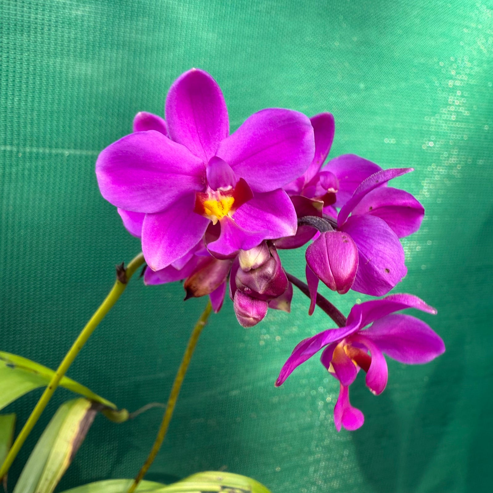 Spathoglottis ‘Col’s Purple’
