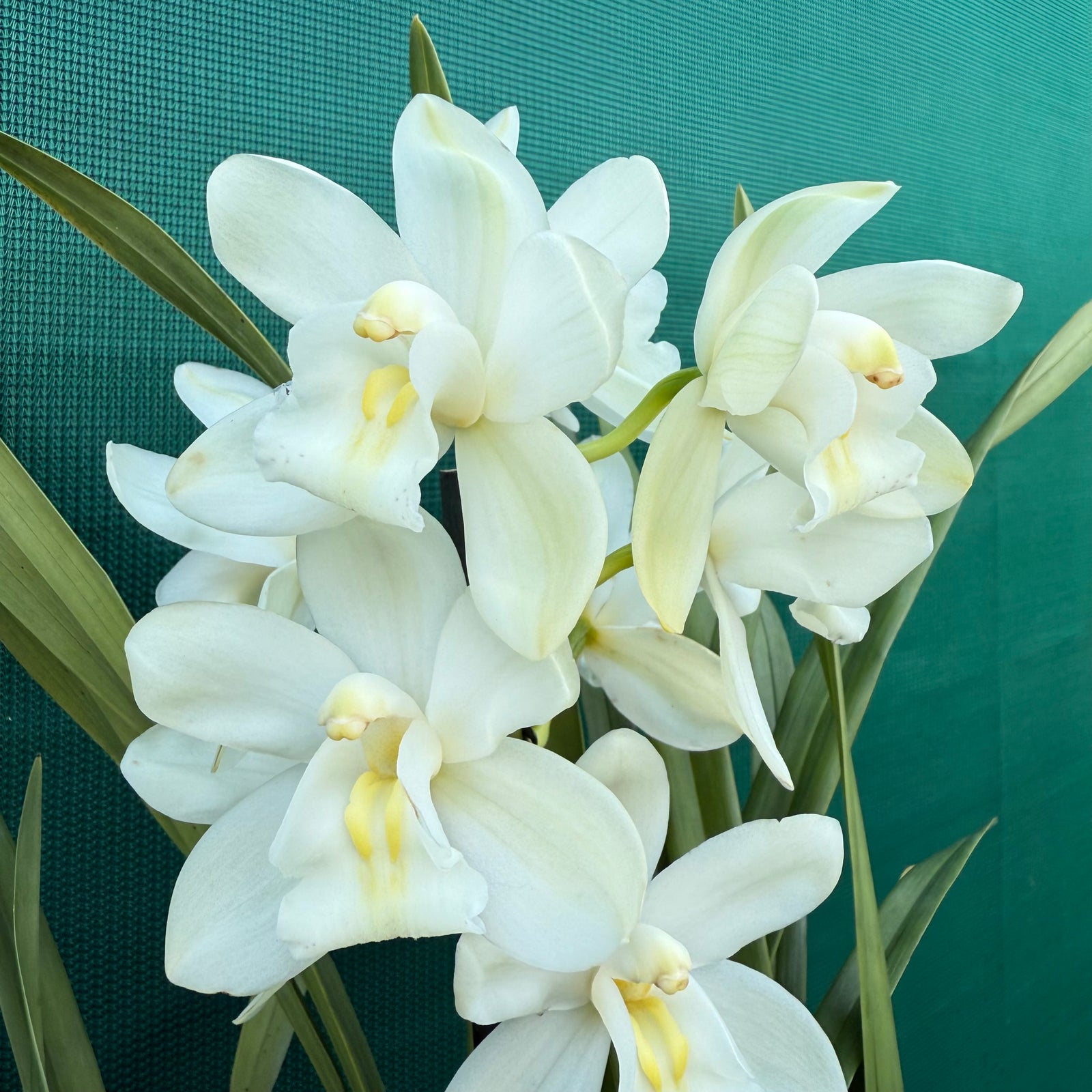 Orchid - Cymbidium ‘Snow Beauty Trinity’ NEW