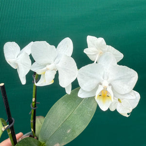 Phalaenopsis ‘Small White’ NEW