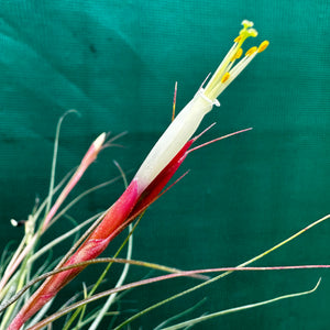 Tillandsia - Tooshi F2 NEW