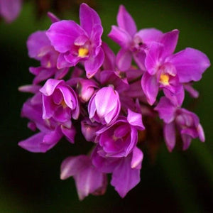 Spathoglottis ‘Purple Haze’