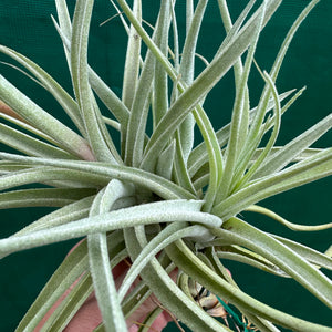 Tillandsia - Leon ‘Pink Bract’ ex. PT NEW