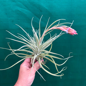 Tillandsia - Leon ‘Pink Bract’ ex. PT NEW