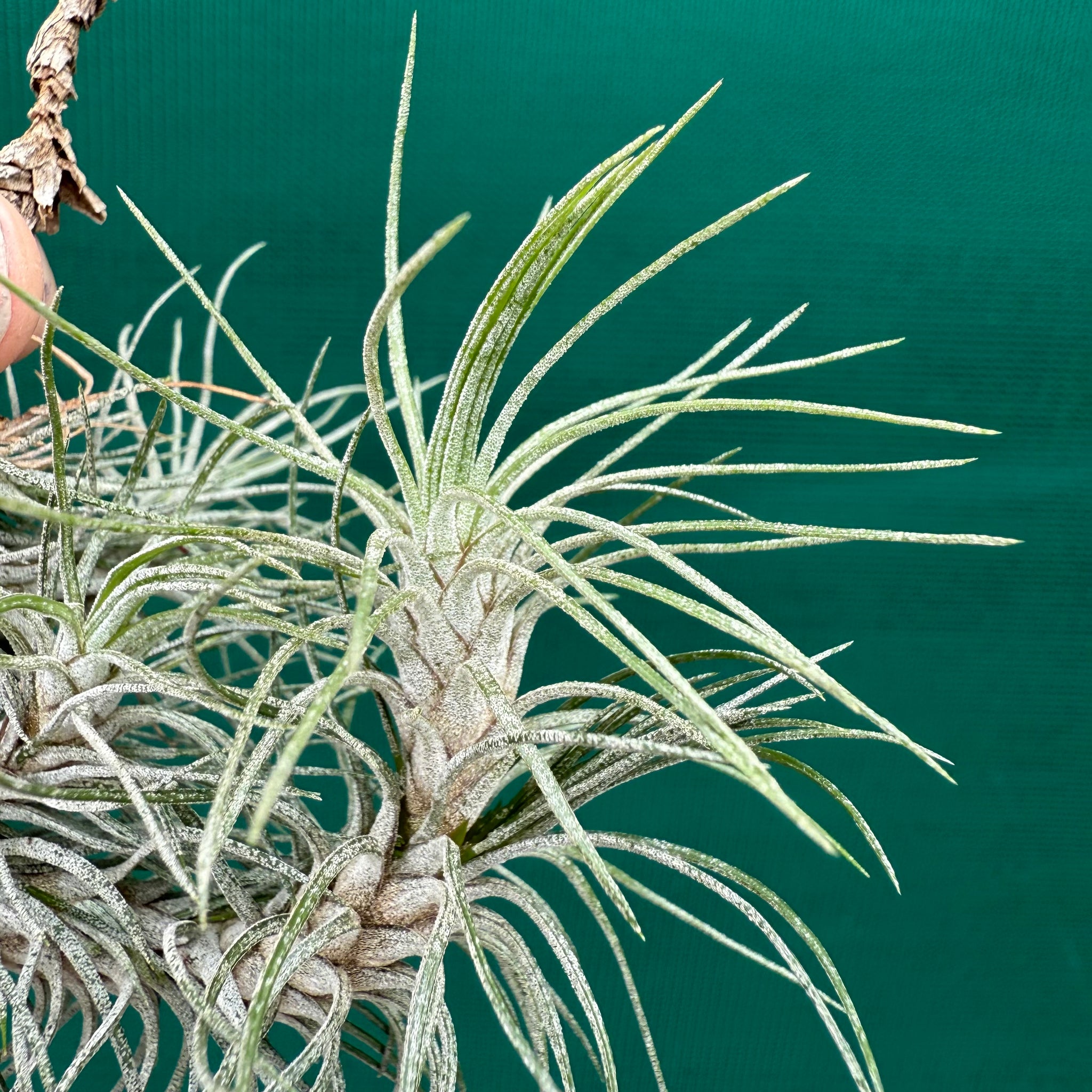 recurvifolia air plant Tillandsia - funckiana 'recurvifolia' ex. Gruber