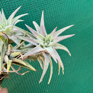 Tillandsia - vanhingii ‘Red Dragon’ ex. BD NEW
