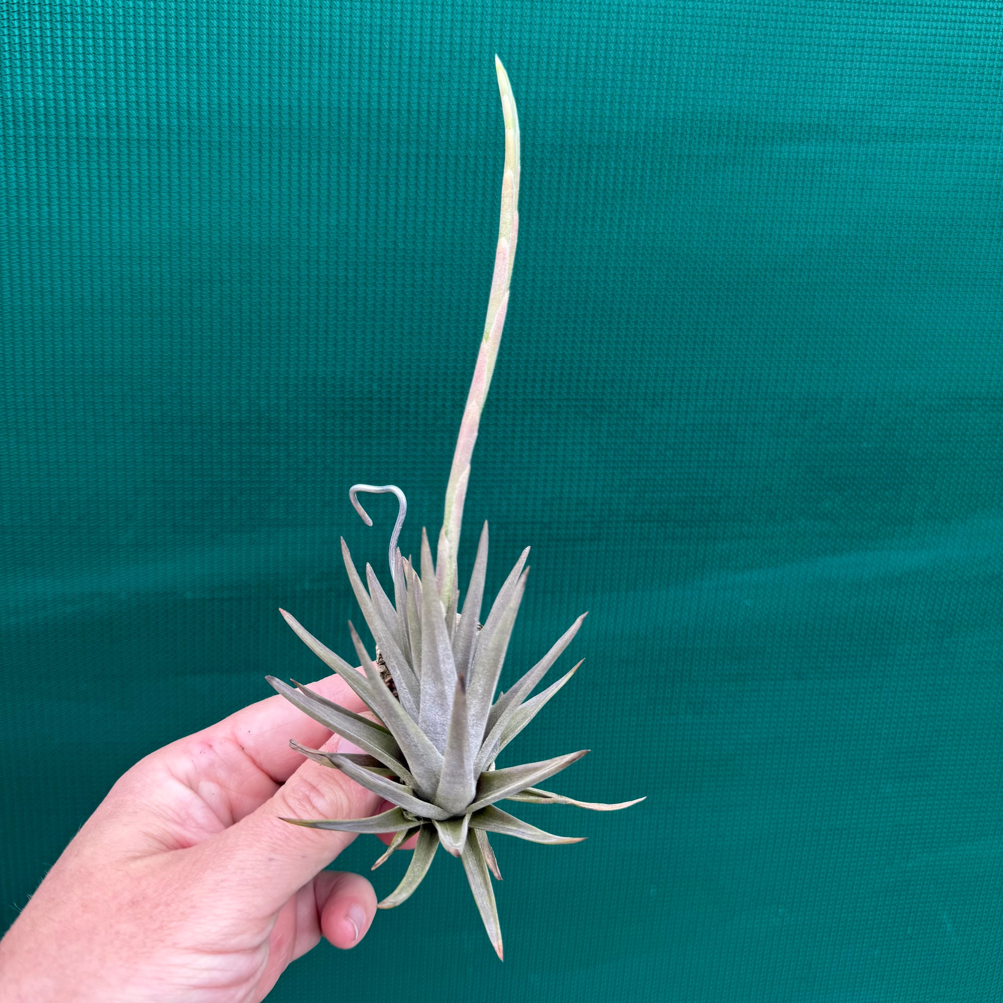 Tillandsia - rosacea NEW