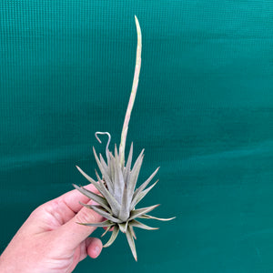 Tillandsia - rosacea NEW