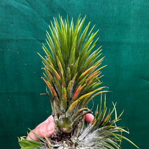 Tillandsia - ionantha 'Large Form' ex. NR