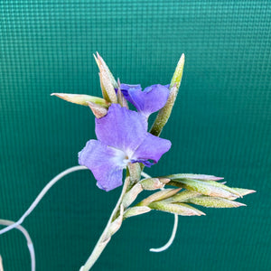 Tillandsia - Silverton