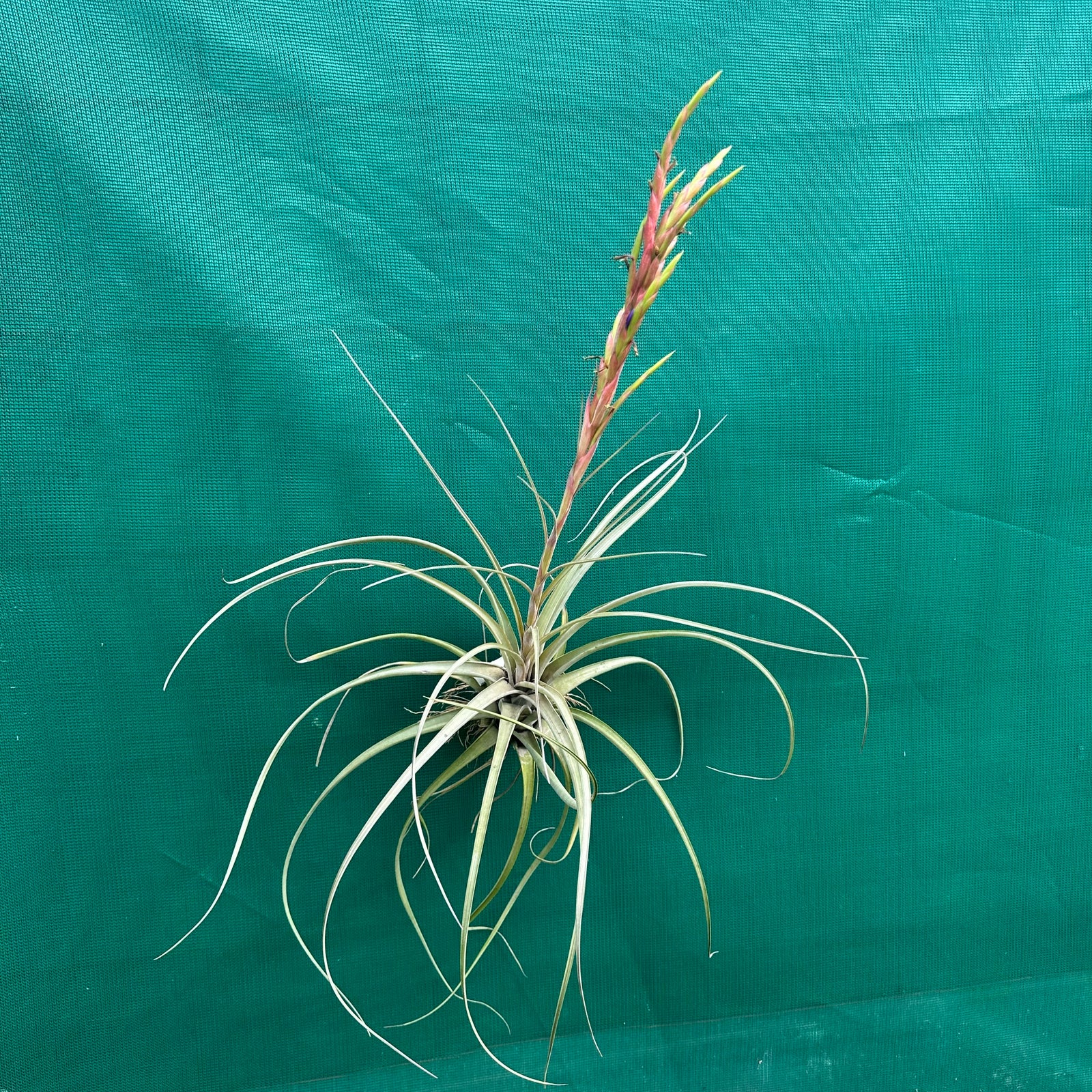 Tillandsia - x smalliana
