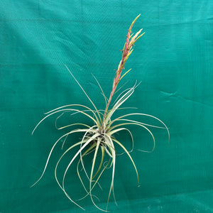 Tillandsia - x smalliana NEW