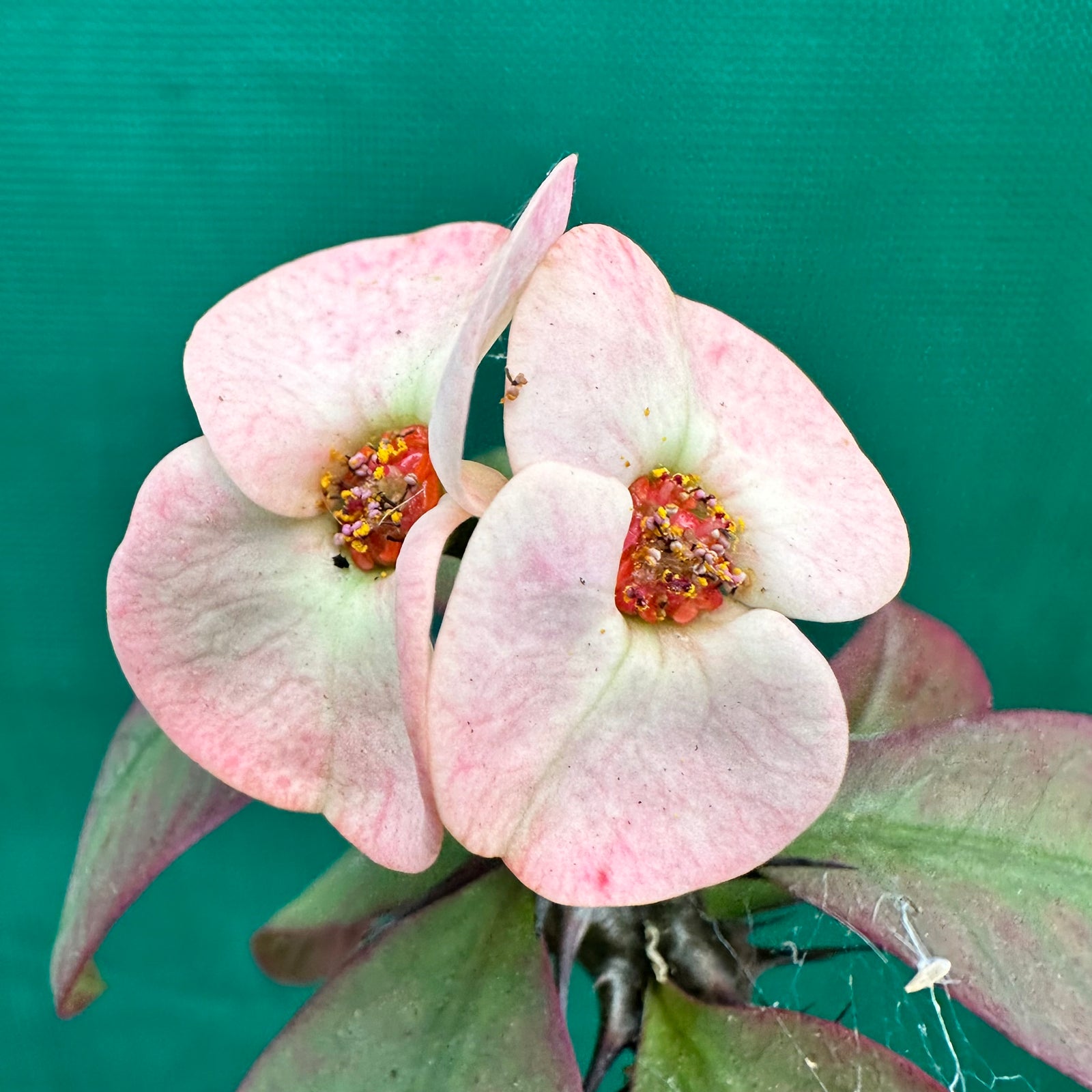 Poysean - Euphorbia milii P123