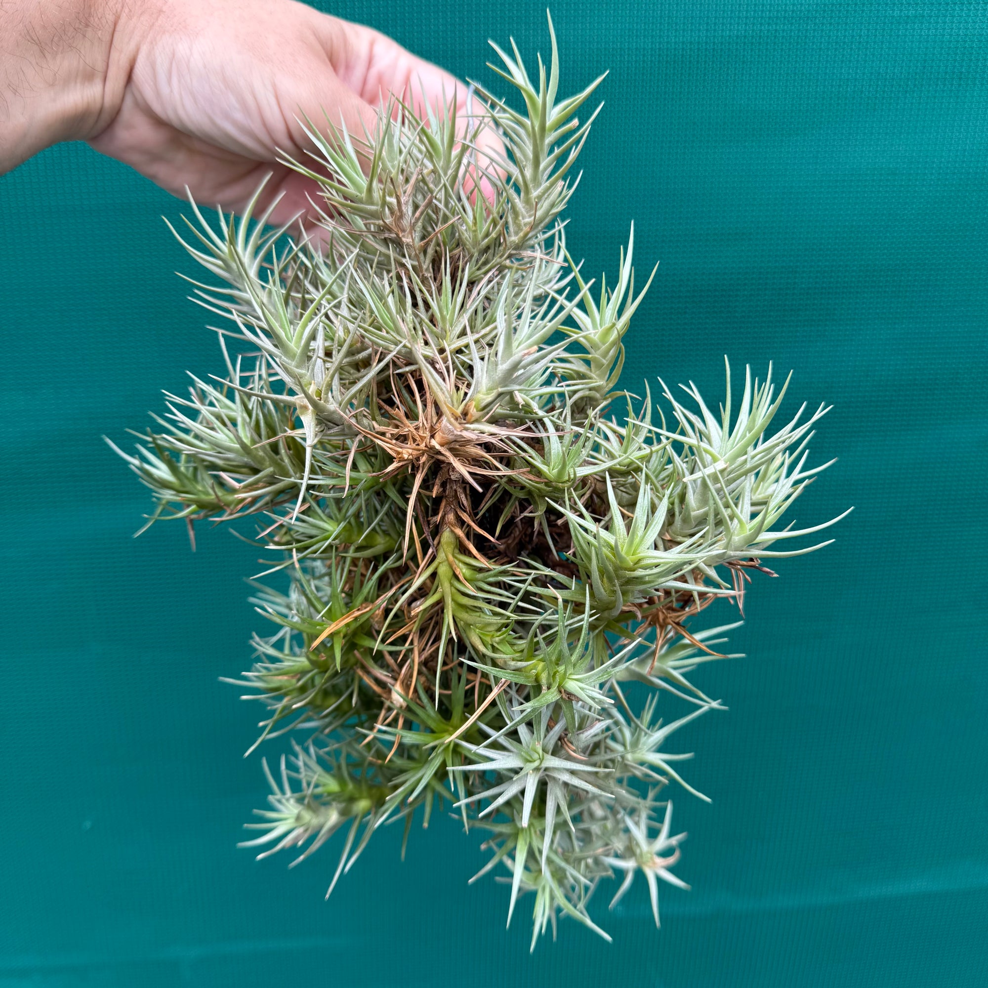 Tillandsia cocoensis (Mature Clump) NEW