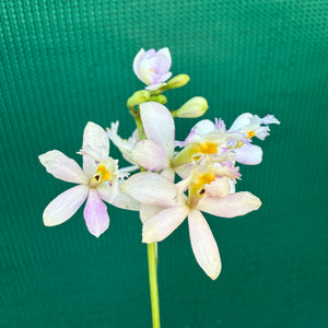 Epidendrum ‘White / Purple’ NEW