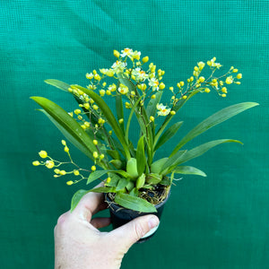 Orchid - Oncidium ‘Twinkle Fantasy’ (Fragrant)