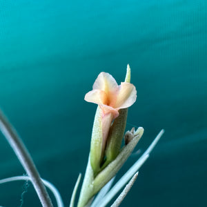 Tillandsia - Robinson’s Delight ex. GN NEW