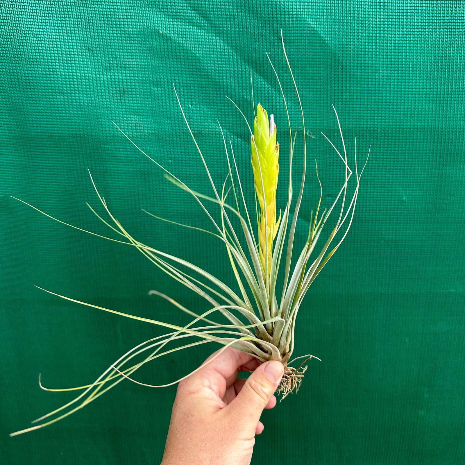 Tillandsia - minor