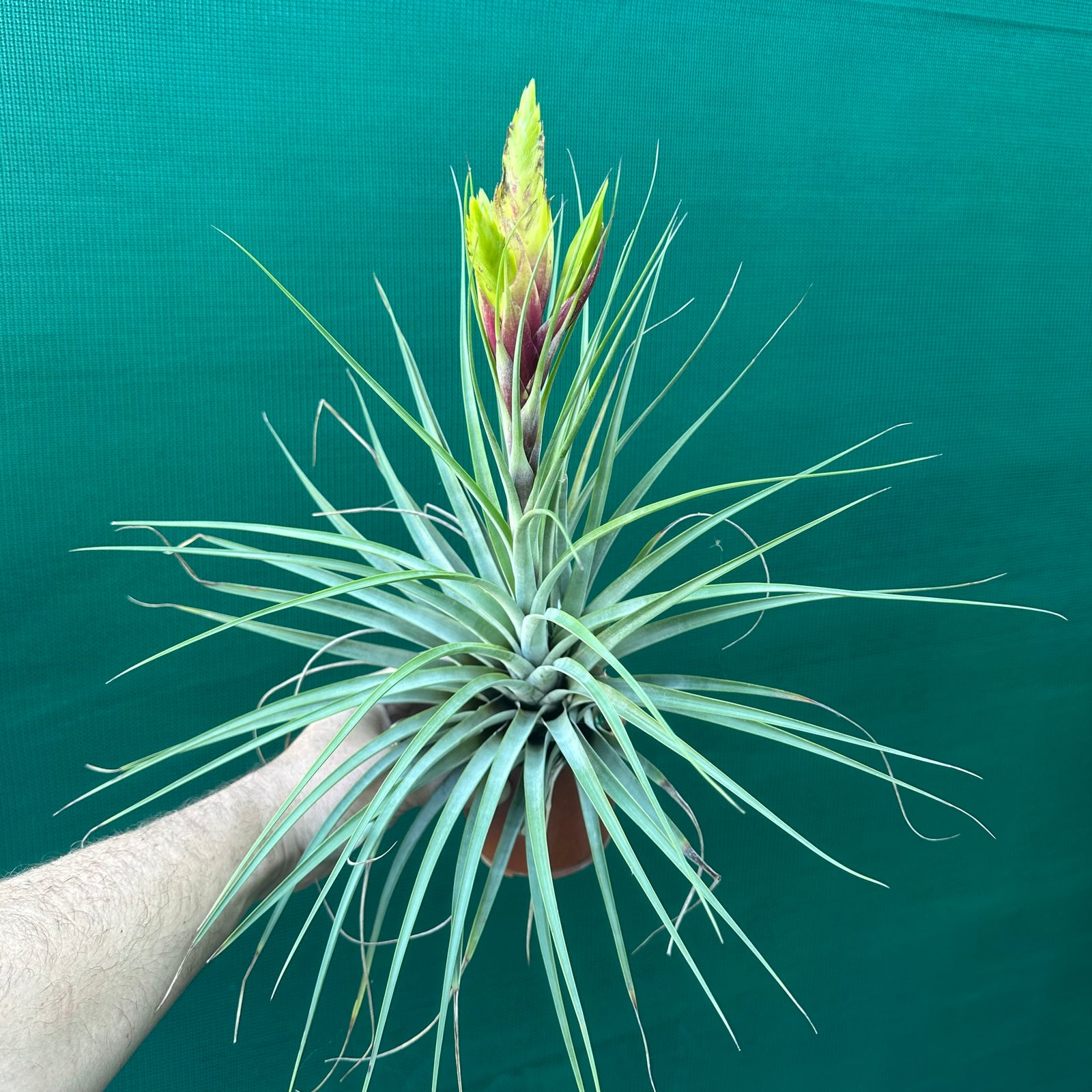 Tillandsia - fasciculata ‘Purple’ ex. BD NEW